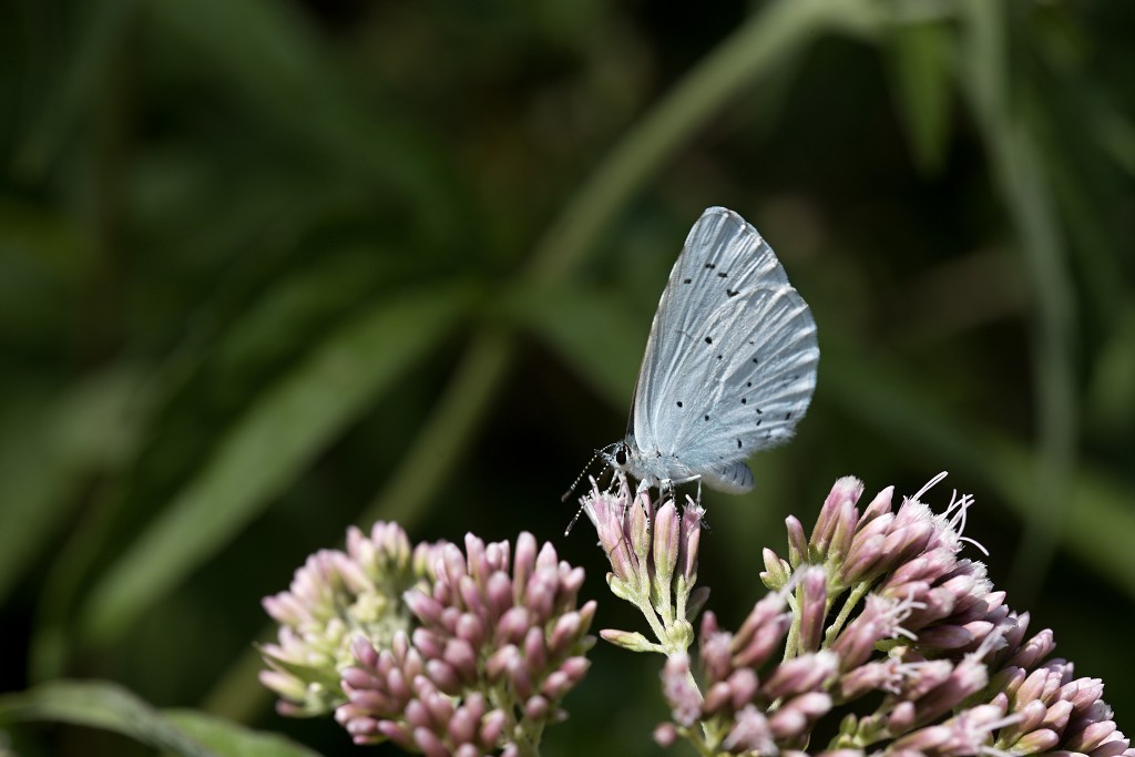 voornes duin tenellaplas Quackjeswater natuur natuurgebied natuurmonumenten hdr duinen Zuid Hollands landschap polder bossen natuurreservaat Natura 2000
